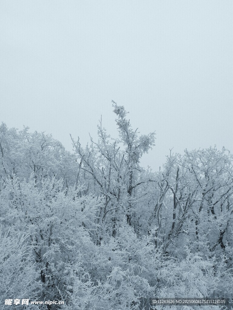 雪覆树林 冬日静谧景致