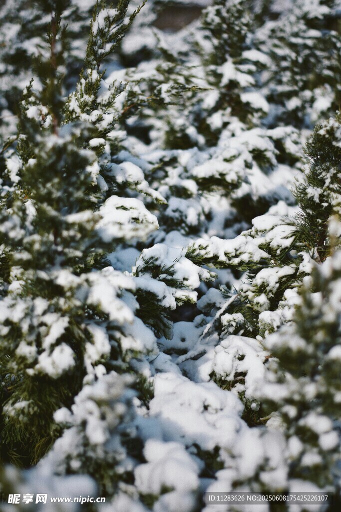 雪覆松枝