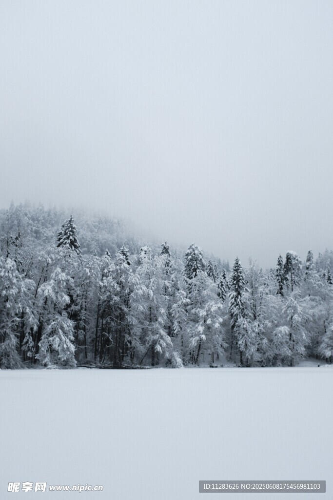 冬日雪覆森林静谧景象