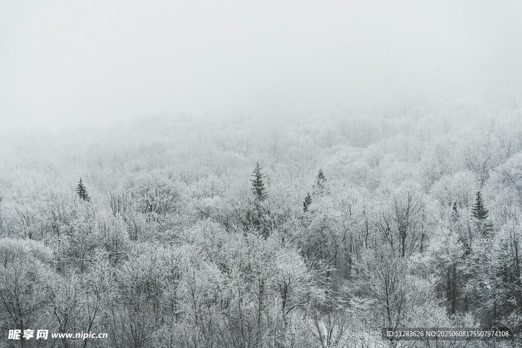 冬日雪覆森林美景