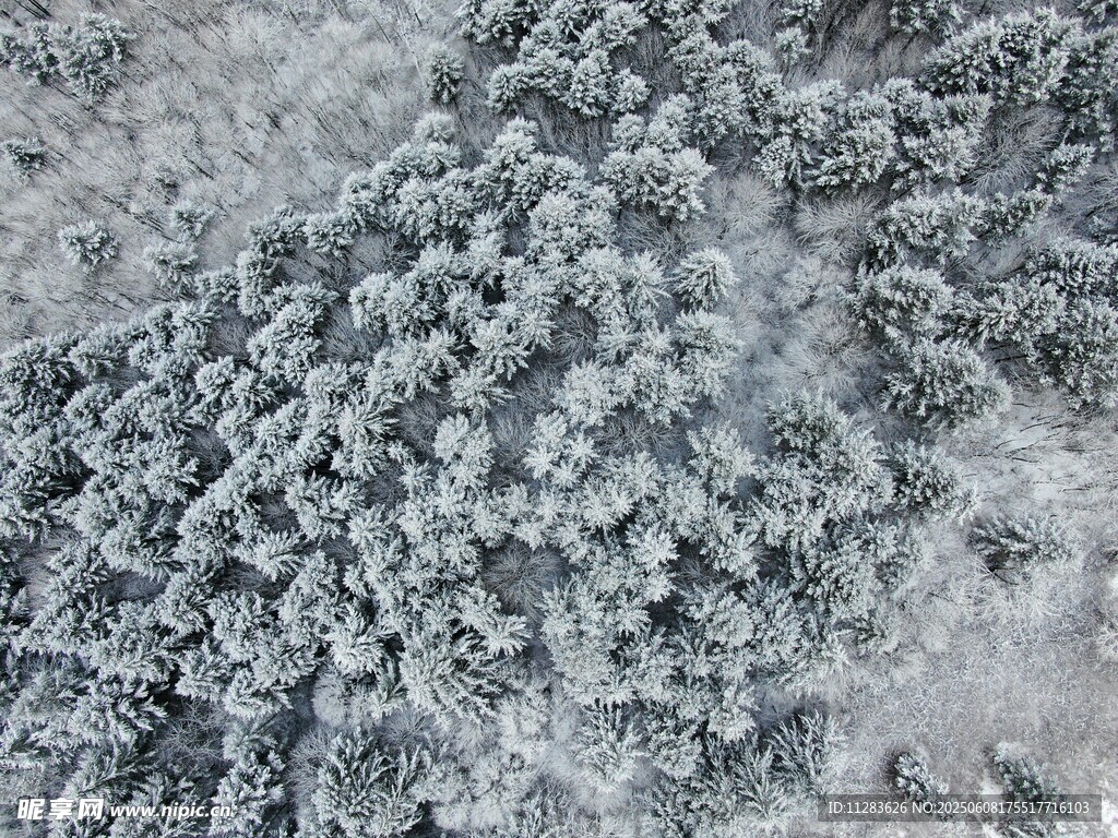 冬日雪景中的茂密树林