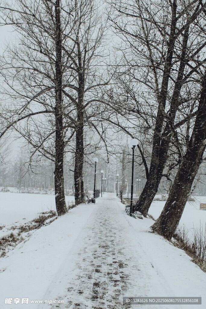 雪后林间小道