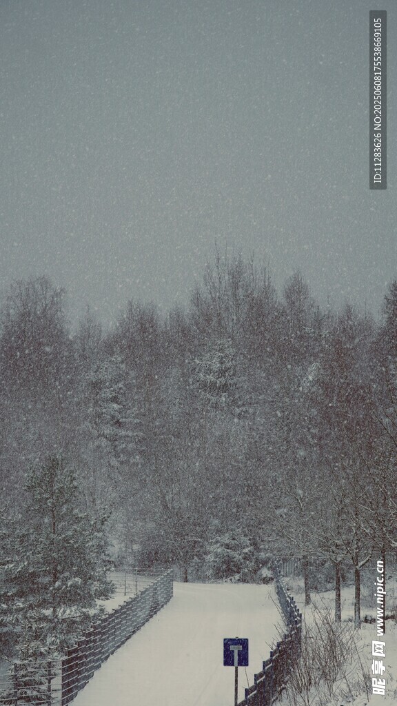 冬日雪景中的林间道路