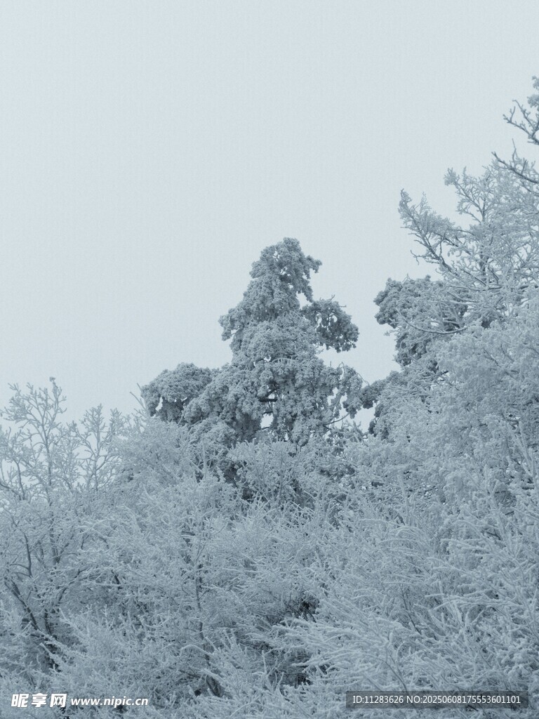 雪覆树林的冬日美景