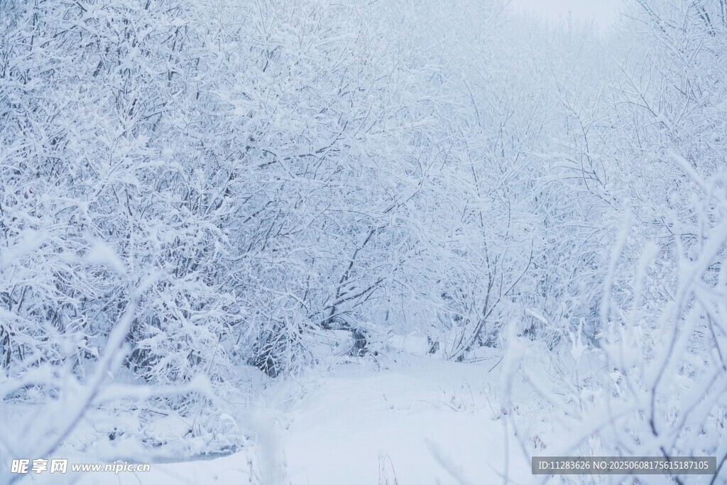 冬日雪景中的静谧林间小道