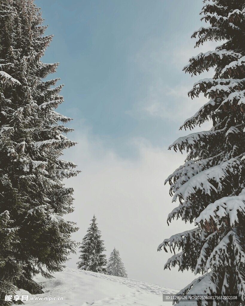 冬日雪覆松林美景