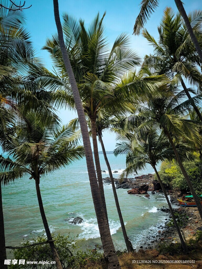 热带海滨椰林美景