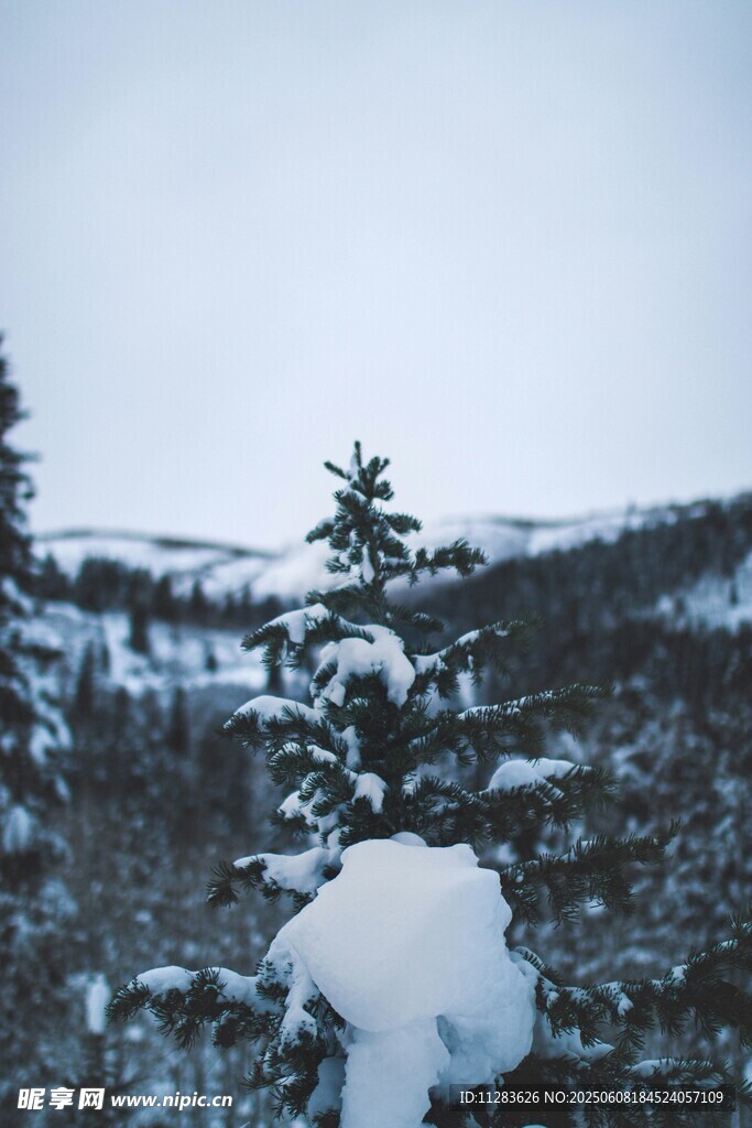 雪覆山林冬日美景