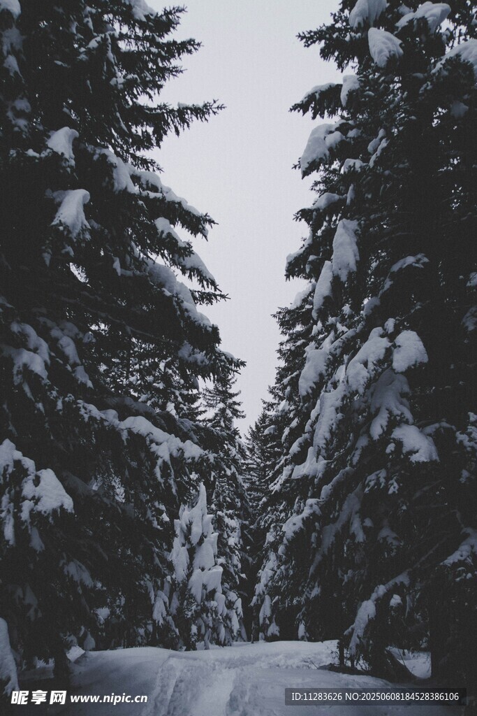 雪覆松林的静谧冬日景象