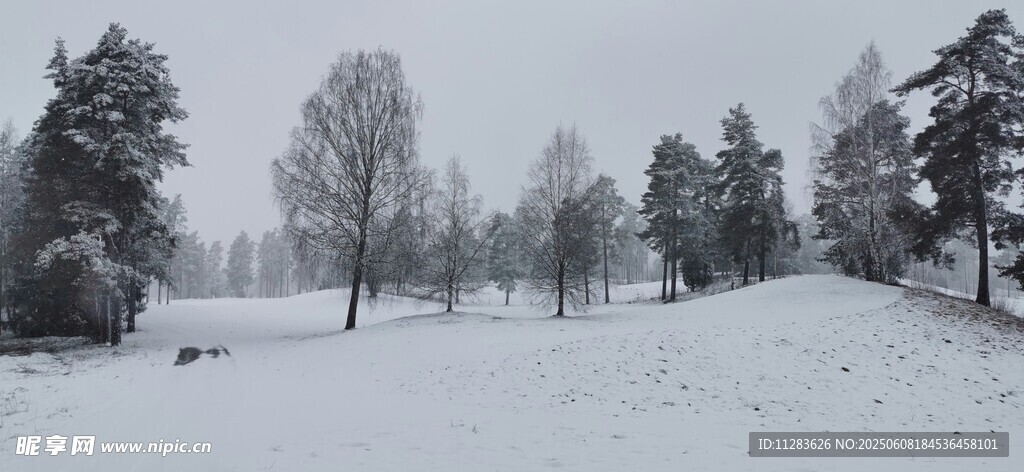 冬日雪景中的静谧树林