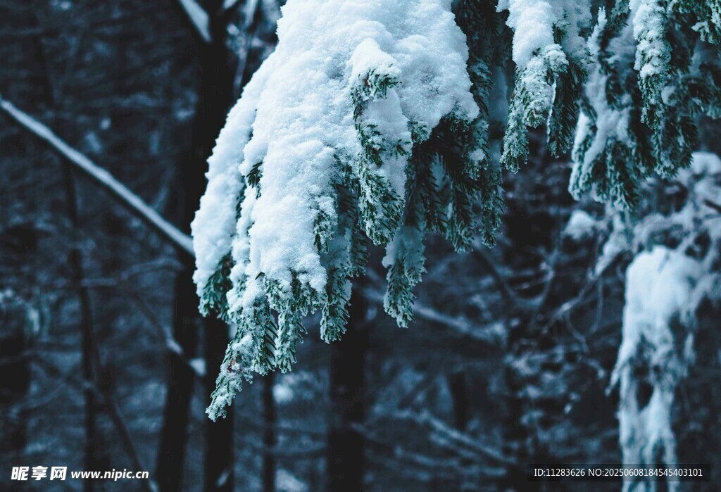 雪覆松枝的冬日景致