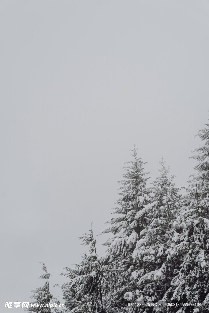 雪覆松枝的冬日景致