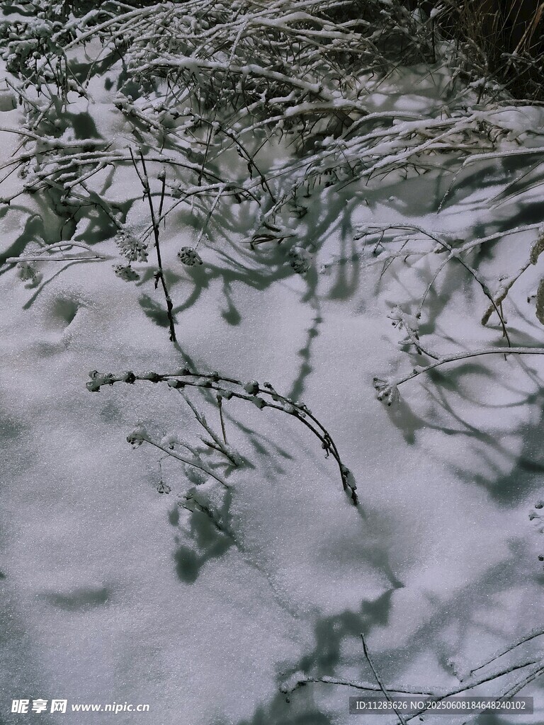 雪覆树枝景象