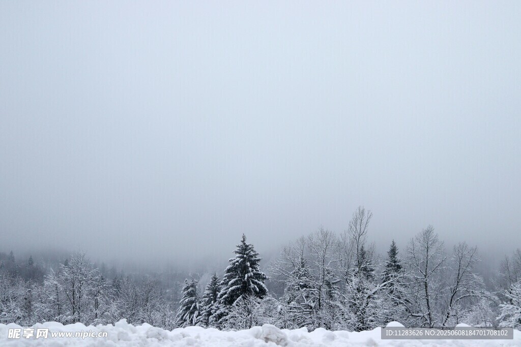 冬日雪景中的挺拔树木