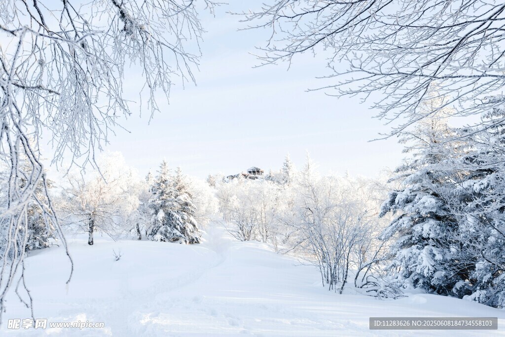 冬日雪景中的银白树林