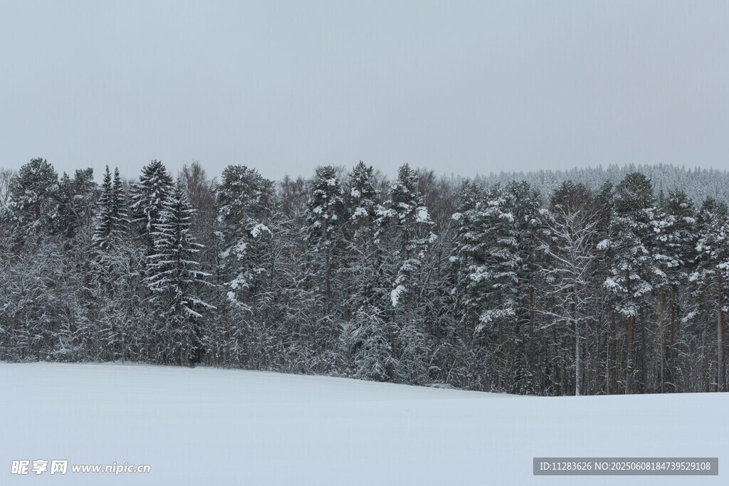冬日雪覆松林美景