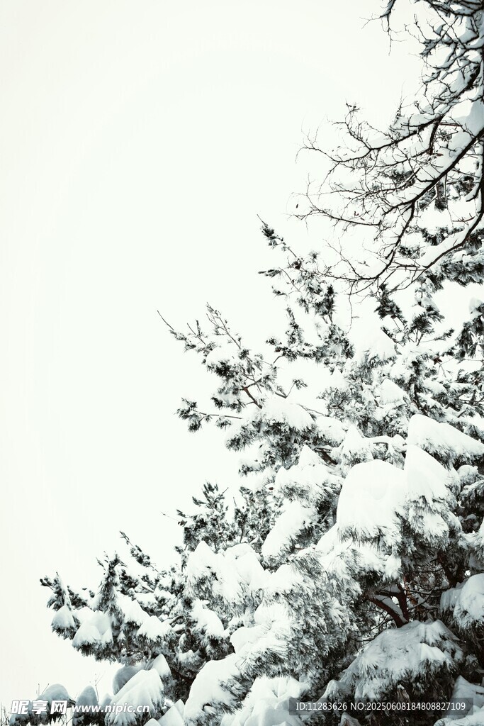 枝头覆雪 冬日静谧景致