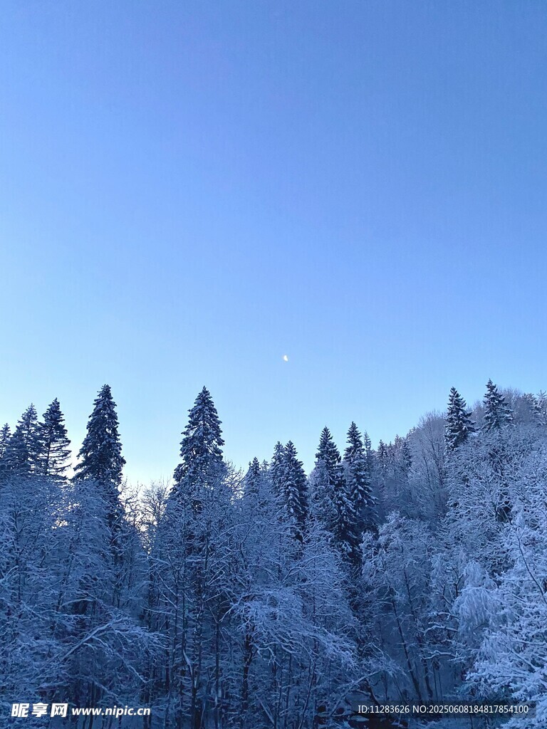 雪覆松林蓝天美景