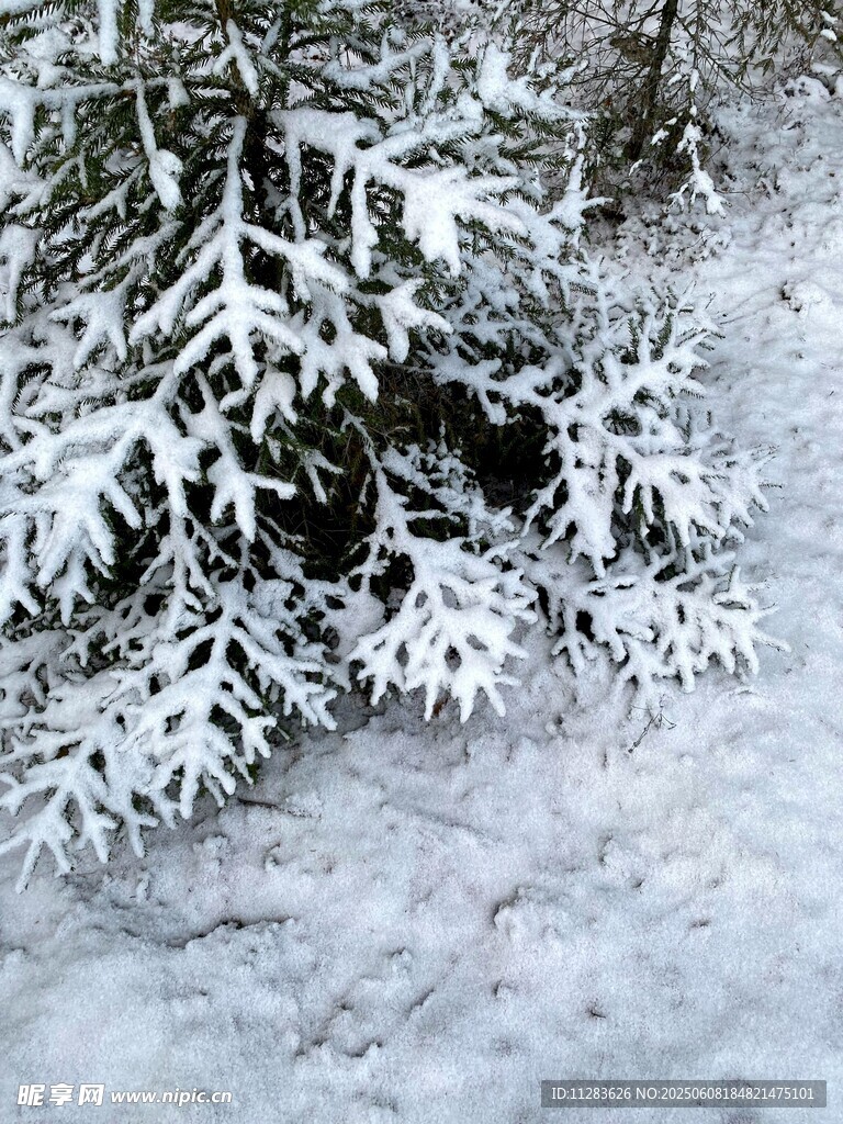 雪覆松枝的冬日美景