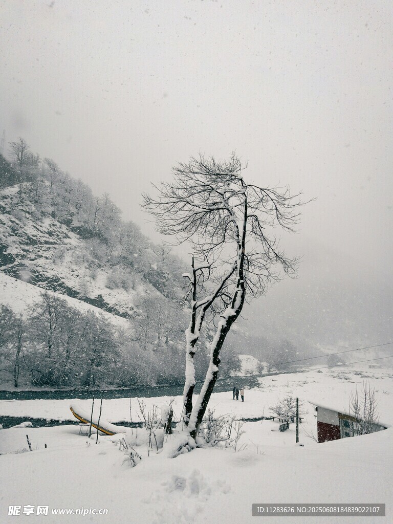 冬日雪景中的孤树