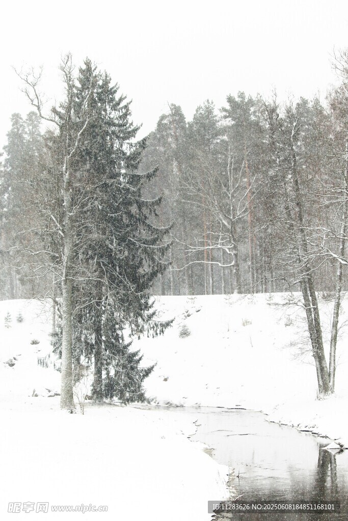 冬日雪景中的树木与溪流