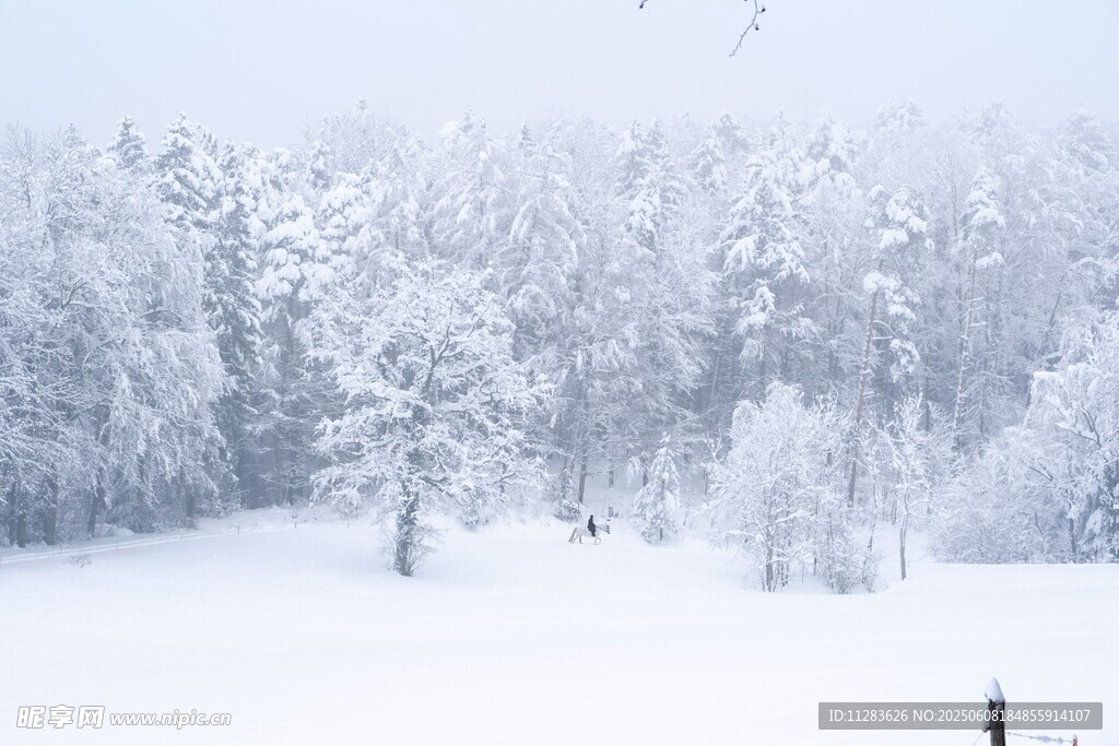 冬日雪景中的静谧树林