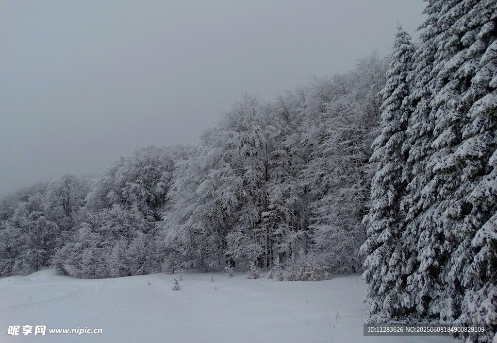 雪覆松林的冬日美景