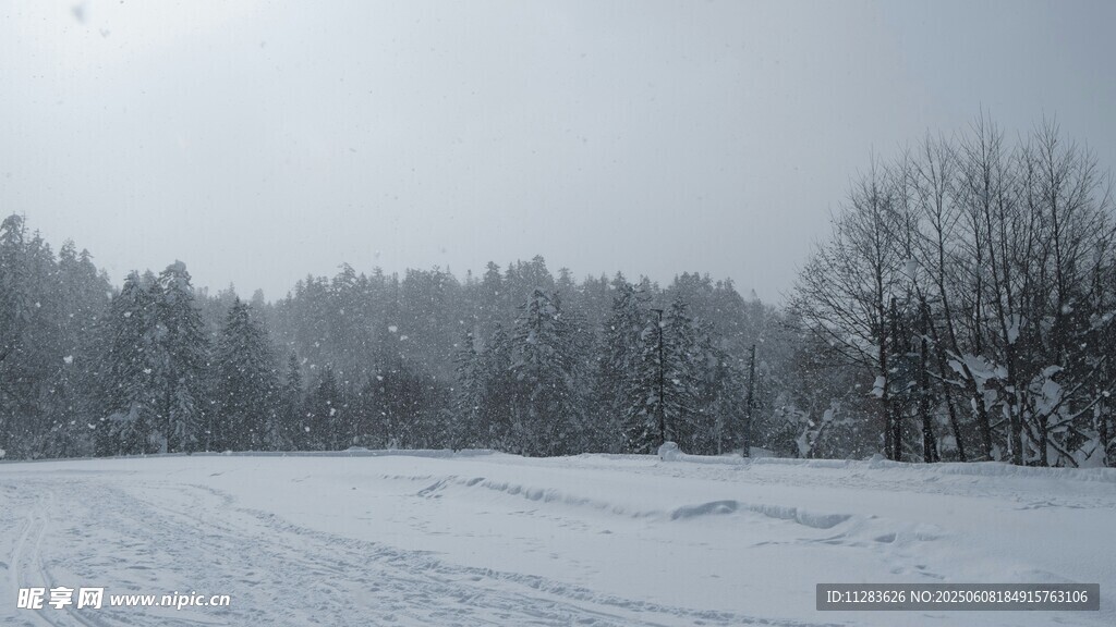 冬日雪景中的树林与雪地