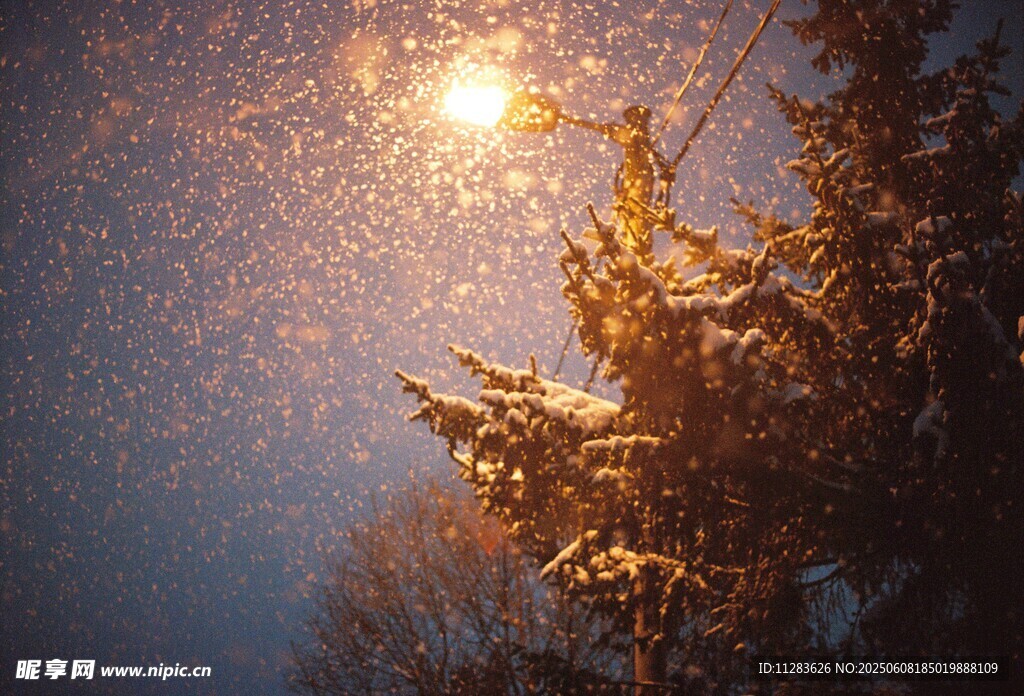 雪夜中闪耀的树木美景