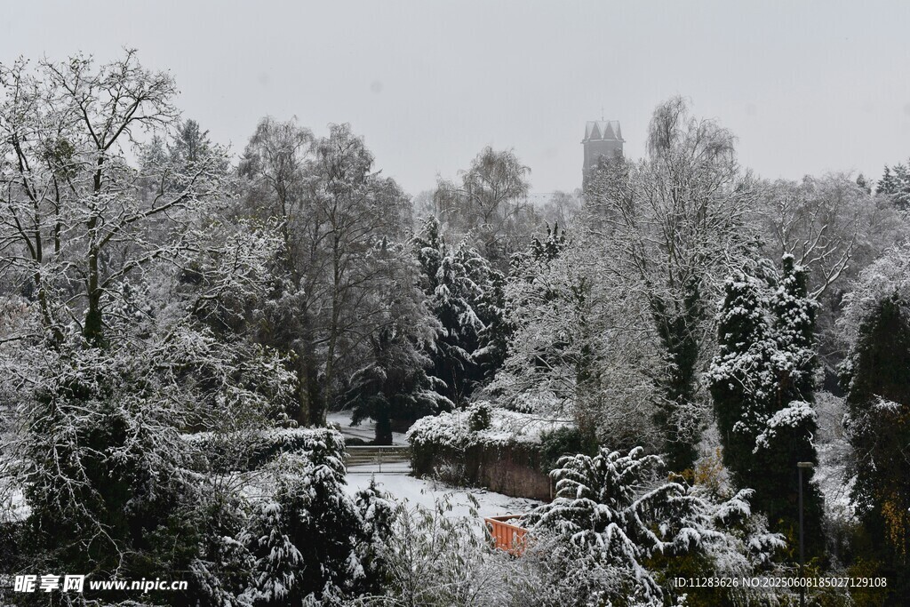 冬日雪景中的树林景观