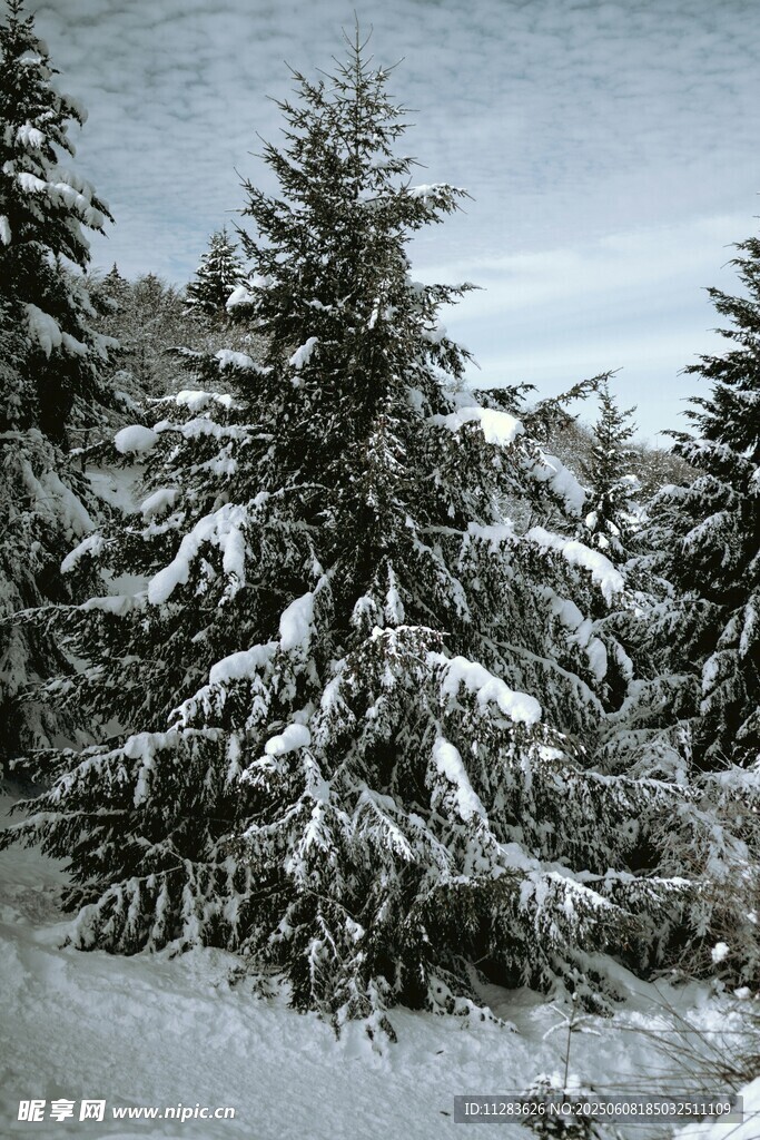 雪覆松林美景