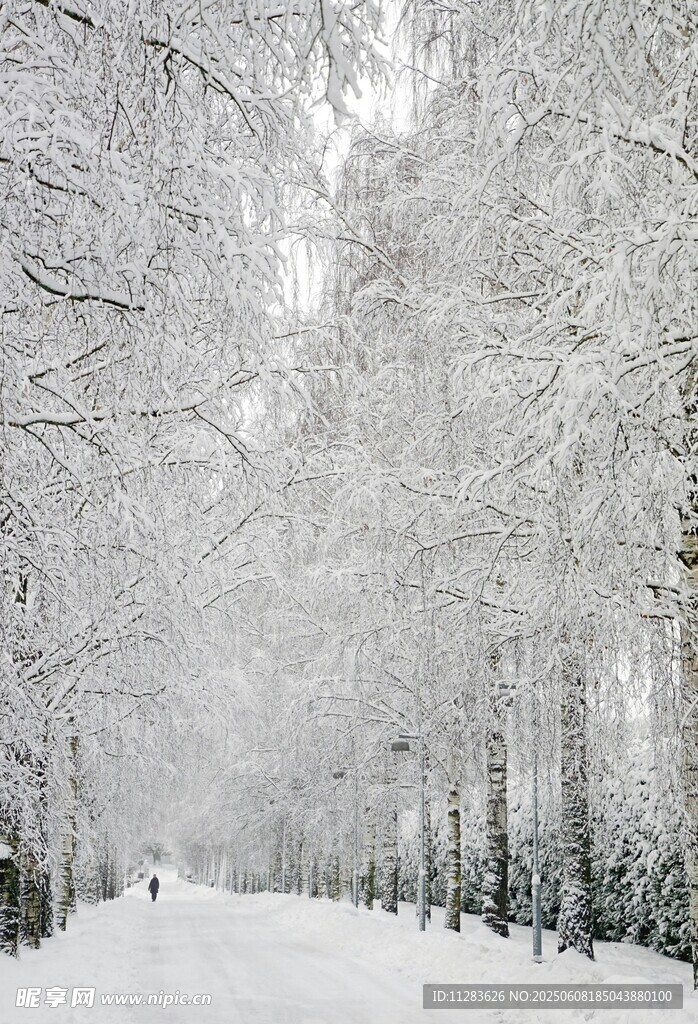冬日雪林美景