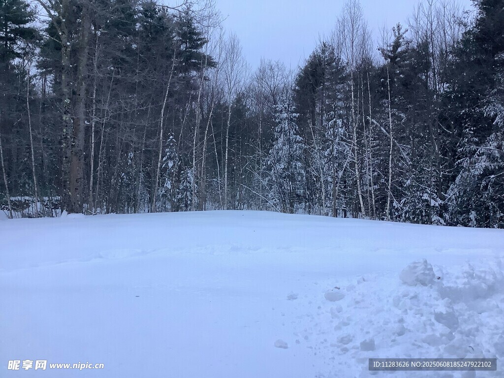 冬日雪林景观