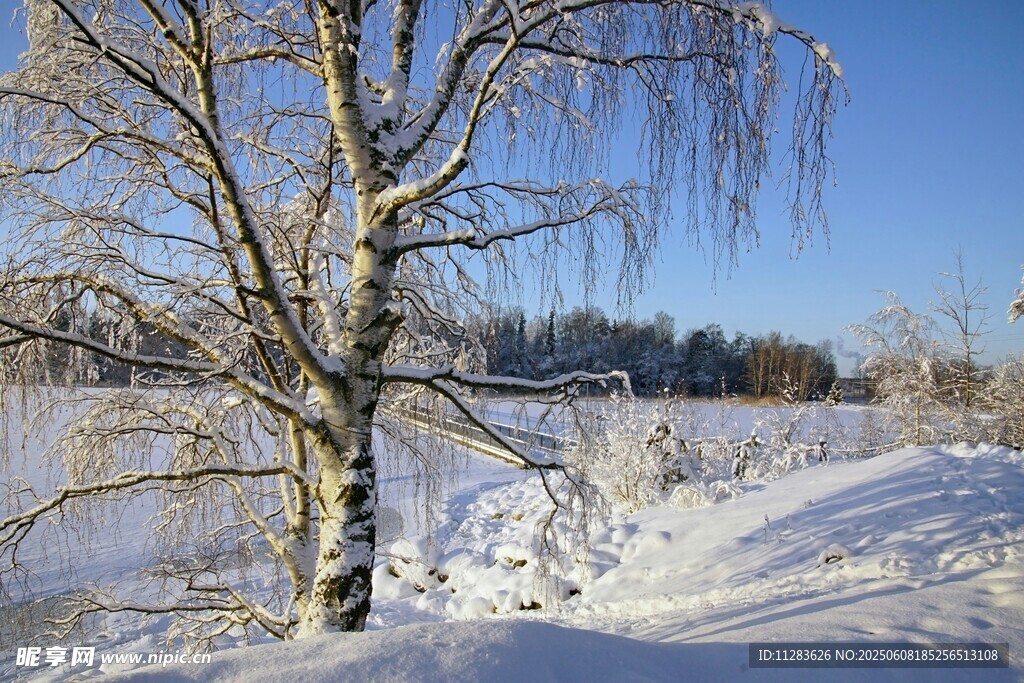 冬日雪景中的孤树