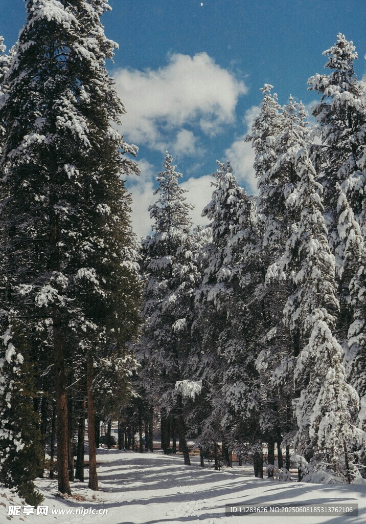 雪覆松林美景
