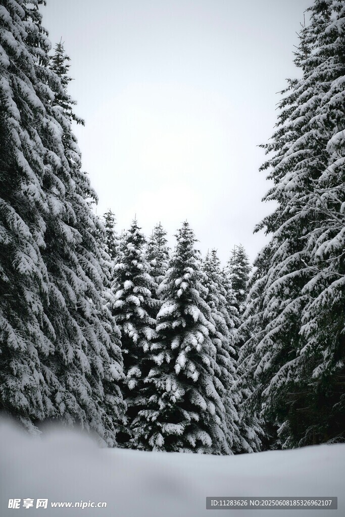 雪覆松林的冬日美景