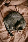 蜷卧在床的可爱条纹猫咪