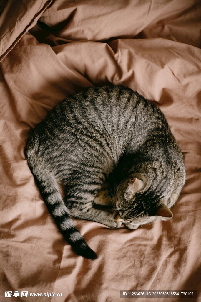 蜷卧在床的可爱条纹猫咪