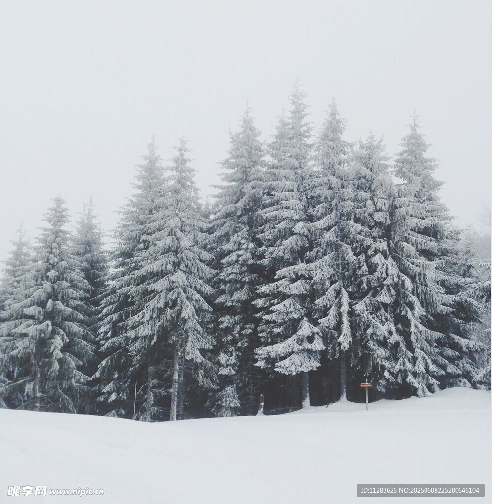 雪覆松林的冬日静谧景象