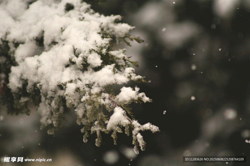 枝头覆雪的静谧冬日景象