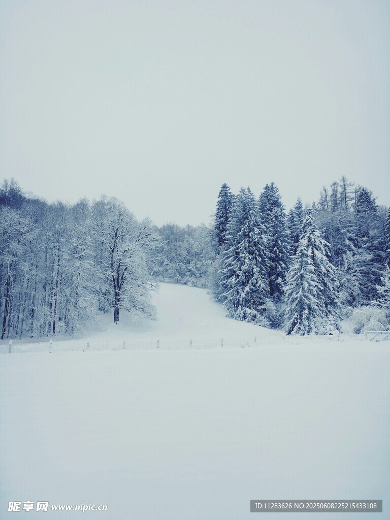 冬日雪景中的静谧森林