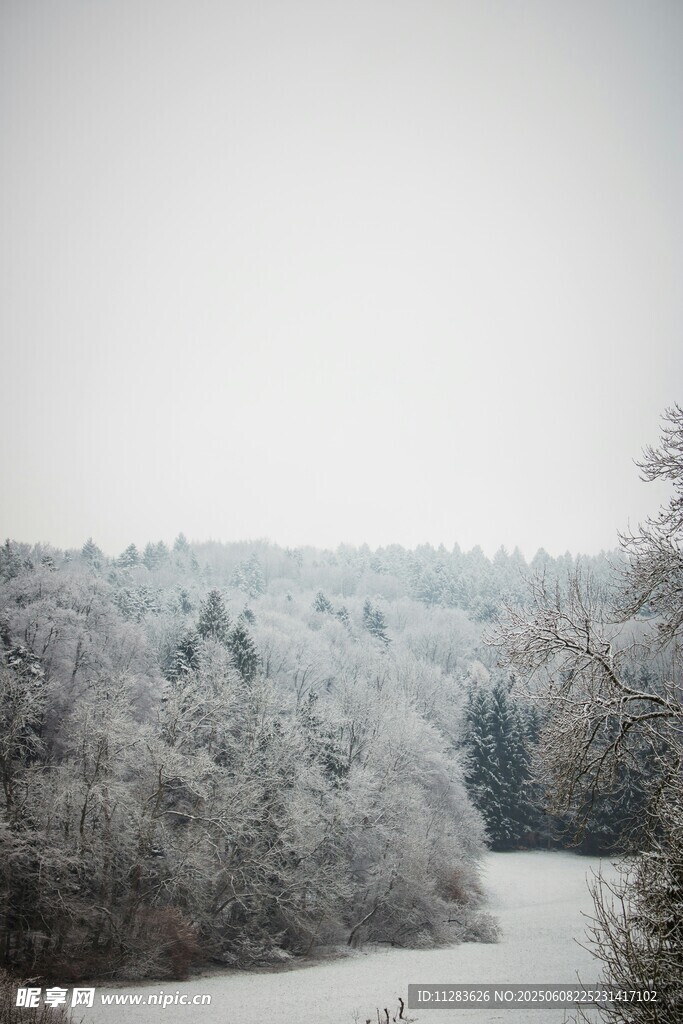 冬日雪景中的静谧森林