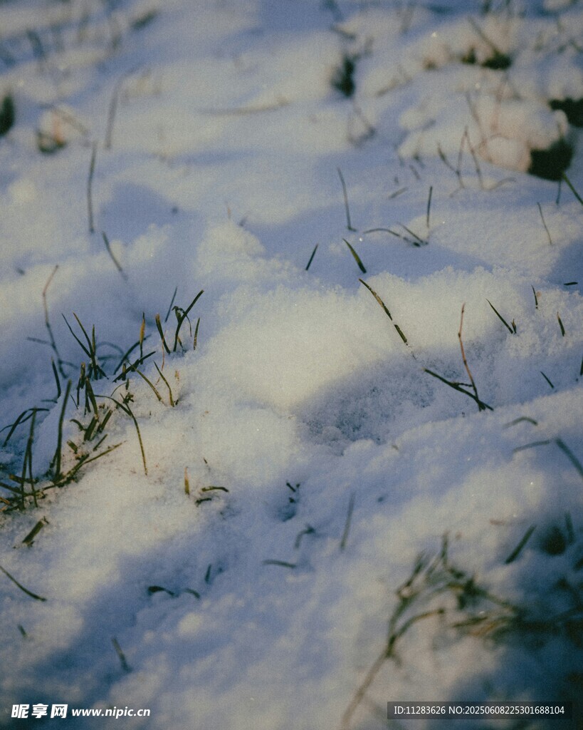雪地中的稀疏草尖
