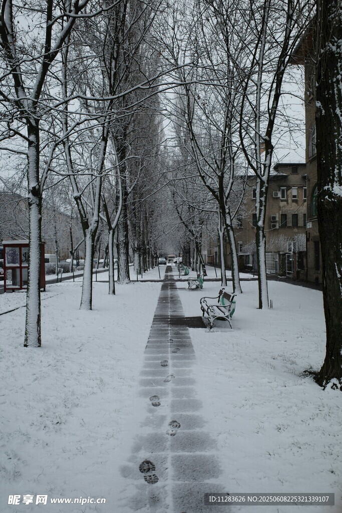 冬日雪后静谧的林间小道