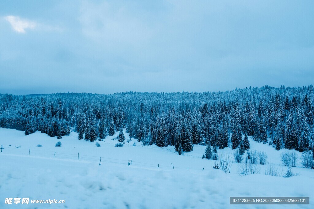 冬日雪林美景