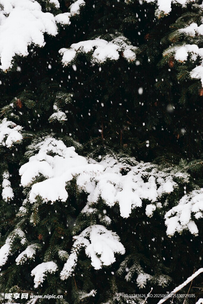 雪覆松枝景