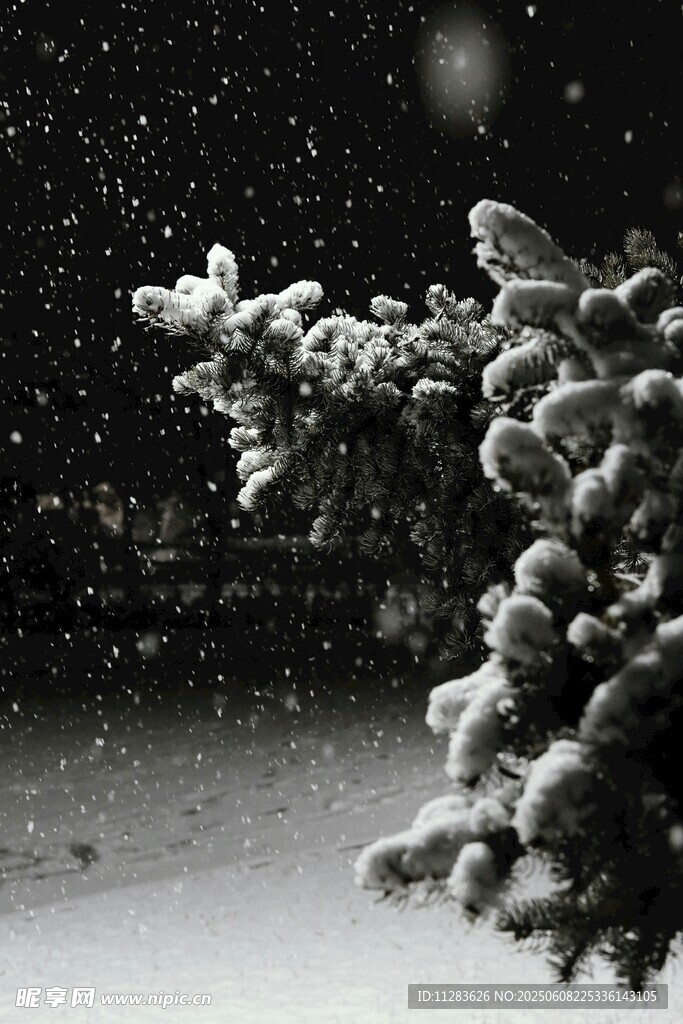 雪夜中的松枝