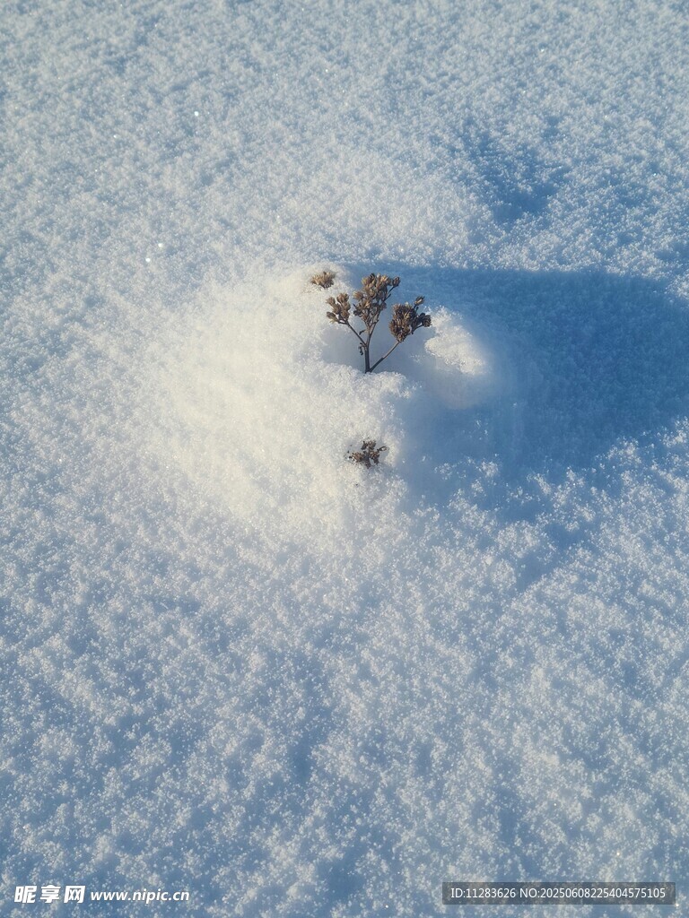 雪地中的神秘小凸起