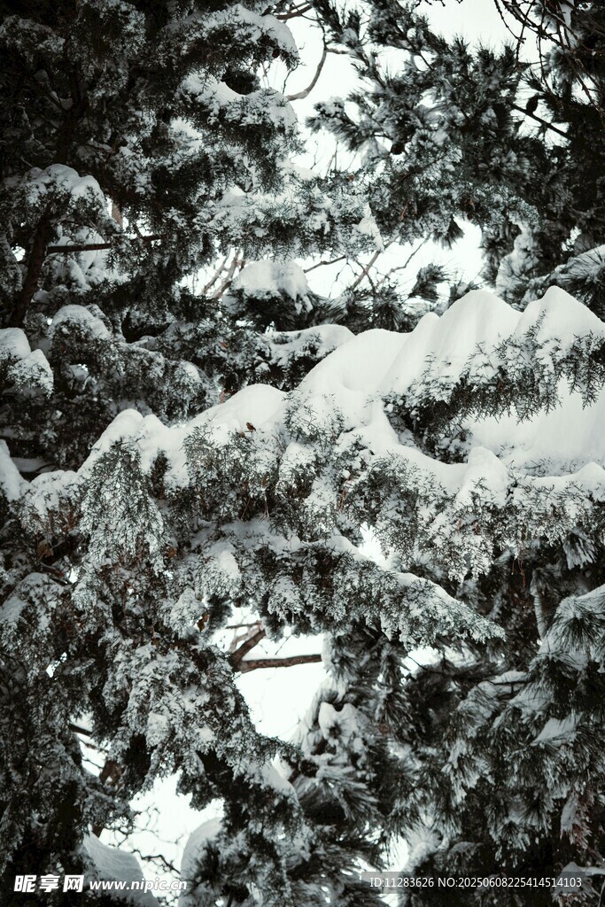 雪覆松枝美景