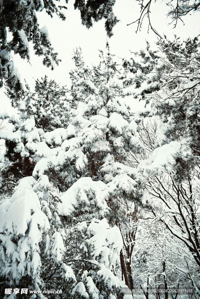 雪覆树林美景